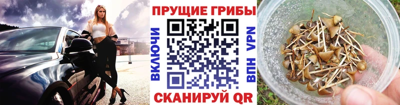 Псилоцибиновые грибы Psilocybine cubensis Плёс